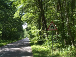 In den Wäldern auf der Landzunge vor Litauen