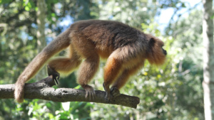 Affen in Iguazu