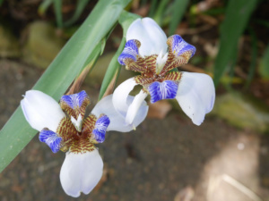 Orchideen im Botanischen Garten