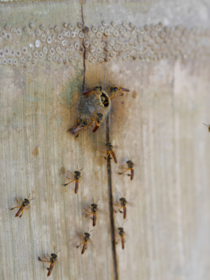 Minibienen in Björns Garten